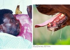 ‘Gbo-Gbo,’ Rabies Outbreak Hits Part of Lagos, Vet Doctors Raise Alarm